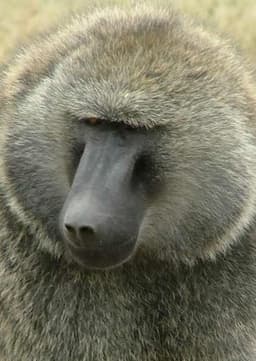 Baboon