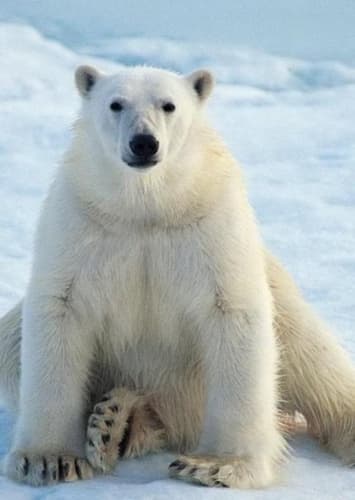 Polar Bear