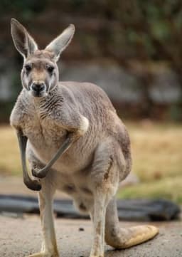 Kangaroo