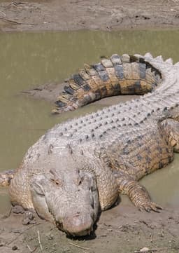 Crocodile
