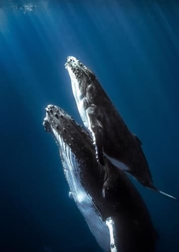 Humpback Whale