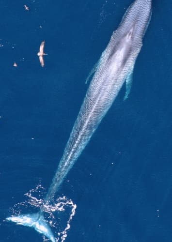 Blue Whale
