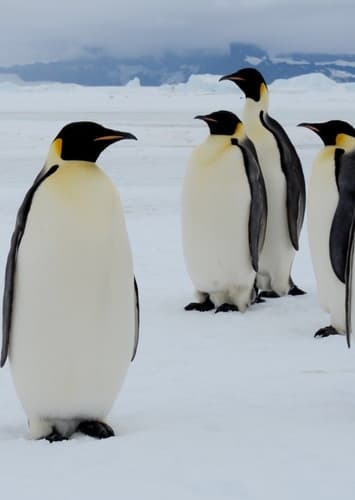 Emperor Penguin