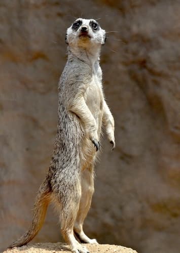 Meerkat