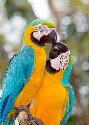 Macaw