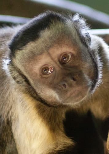 Capuchin Monkey