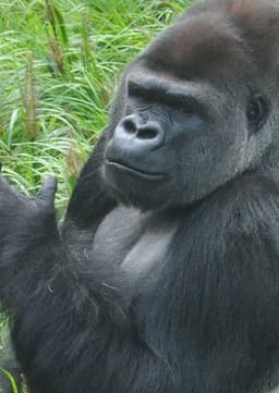 Gorilla