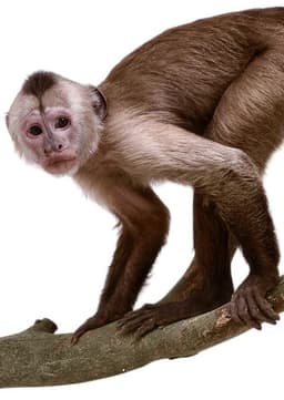 Capuchin Monkey