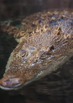 Crocodile