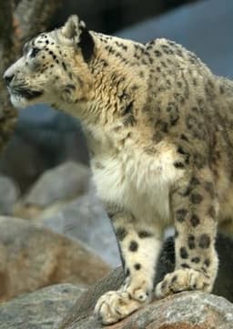 Snow Leopard