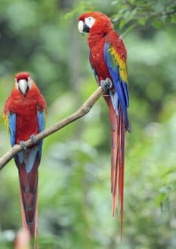 Macaw