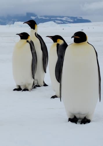 Emperor Penguin