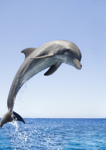Dolphin