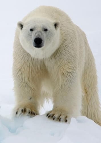 Polar Bear