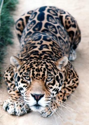 Jaguar