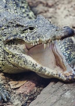 Crocodile
