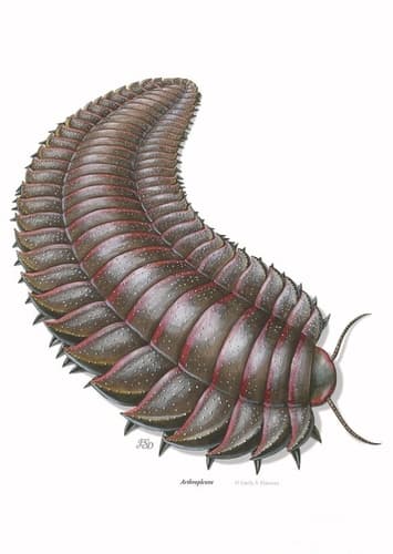 Arthropleura