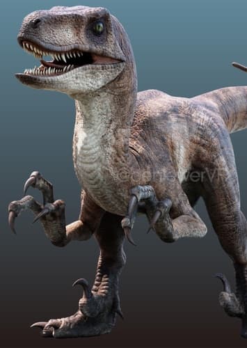 Velociraptor