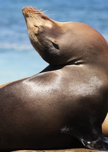 Sea Lion