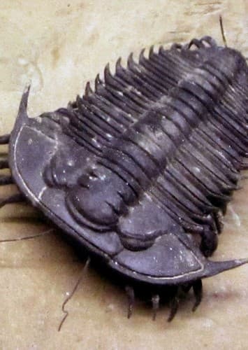 Trilobites