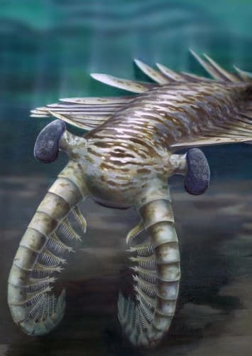 Anomalocaris