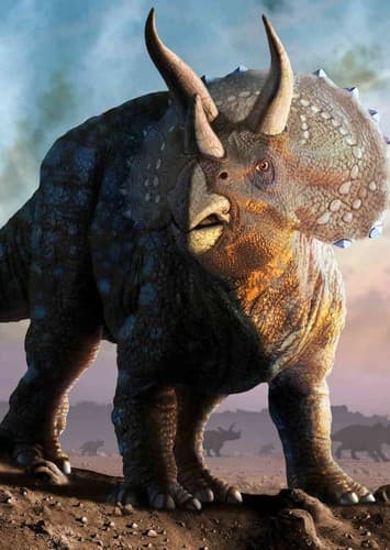 Triceratops