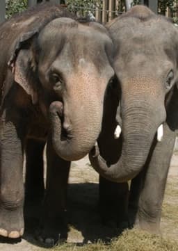 Asian Elephant