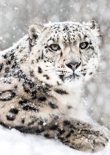 Snow Leopard