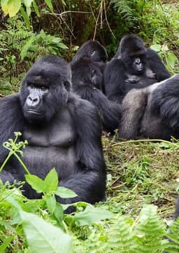 Mountain Gorilla