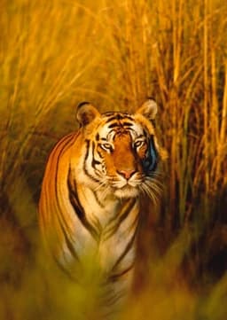 Bengal Tiger