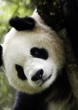 Giant Panda