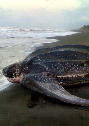 Leatherback Sea Turtle