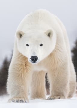 Polar Bear