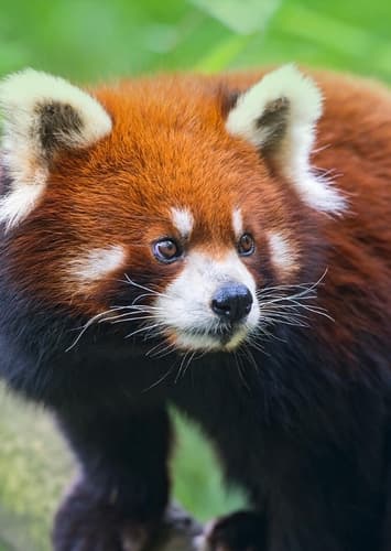 Red Panda