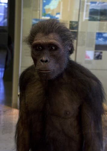 Australopithecus