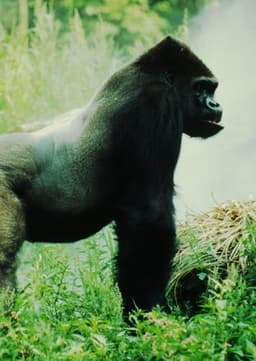 Mountain Gorilla