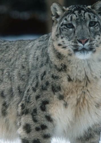 Snow Leopard