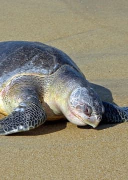 Olive Ridley Sea Turtle