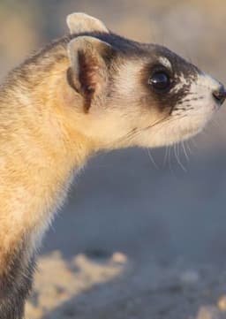Black-footed Ferret