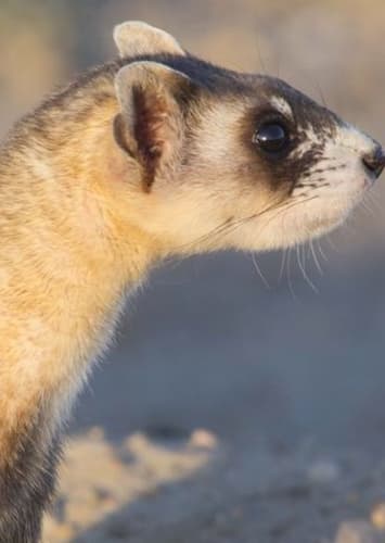 Black-footed Ferret