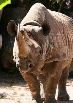 Black Rhinoceros