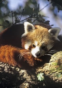 Red Panda