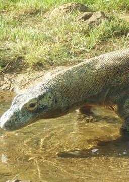 Komodo Dragon