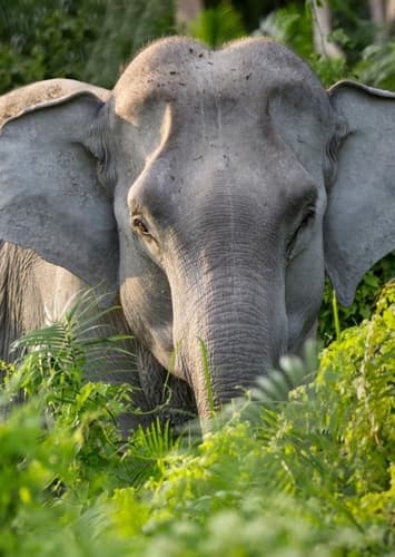 Asian Elephant