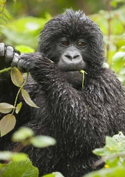 Mountain Gorilla