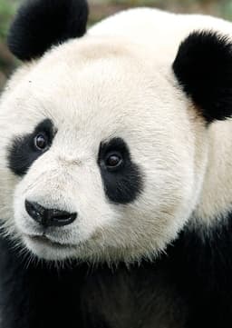 Giant Panda