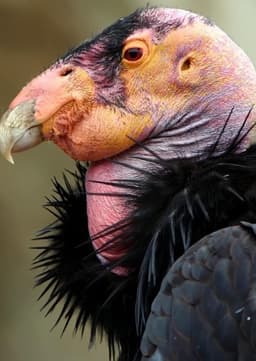 California Condor
