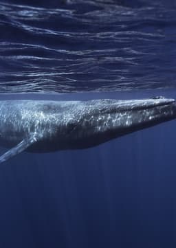 Blue Whale