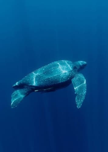 Leatherback Sea Turtle