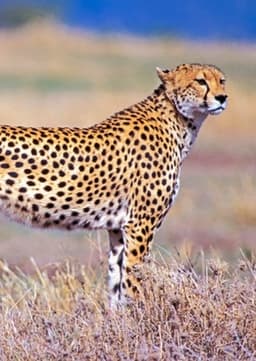 Cheetah
